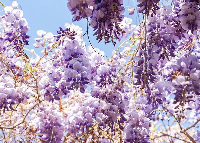 Villa Marino In Aurora *